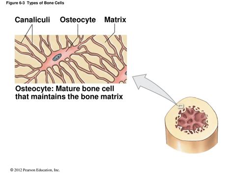 a mature bone cell trapped in bone matrix|mature bone cells matrix.